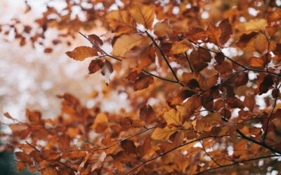 Preserving Autumn Leaves and Memories