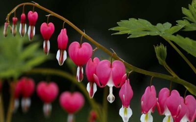 The Bleeding Heart Plant: My Favorite Springtime Flower